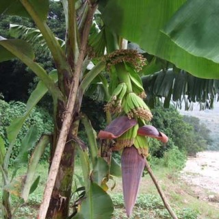 香蕉的栽培技术(2),第1图
