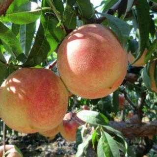 桃树的种植技术,第2图