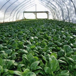 越冬菠菜种植技术,第2图