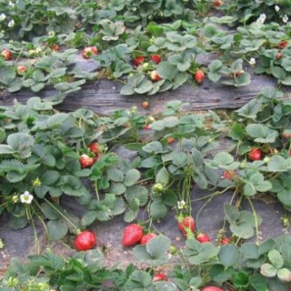 草莓种苗培育技术,第6图