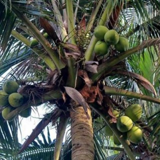 椰子树种植技术,第1图