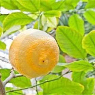 柠檬夏季管理技术,第4图