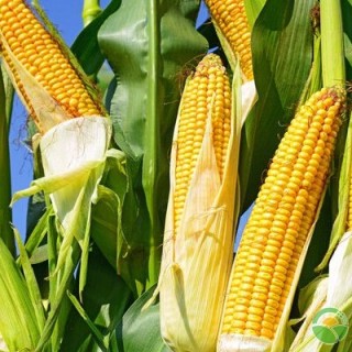 玉米种植怎样防治病虫害？玉米高产种植技术,第1图