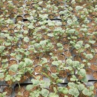 冬季西瓜种植育苗技术,第4图