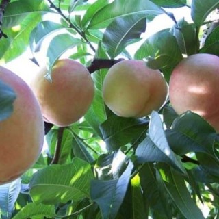 桃树什么时候种植？,第1图
