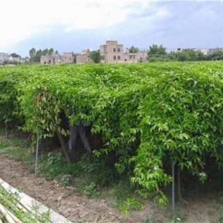 百香果的种植技术，种植百香果该怎么管理,第1图