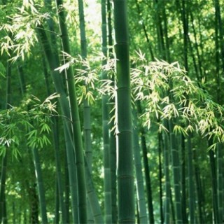 毛竹的种植技术,第1图