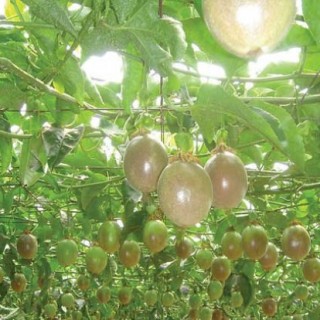 百香果的种植条件,第3图