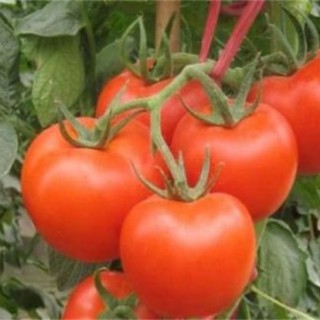 西红柿高产施肥方法,第5图