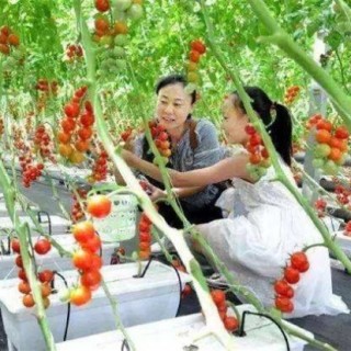 西红柿无土栽培技术,第5图
