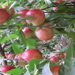 桃树成果率低是什么问题,第2图
