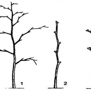 枣树修剪时间和方法,第4图