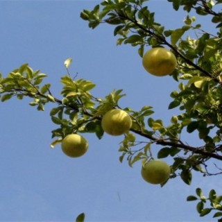 柚子树的高产栽培技术,第2图
