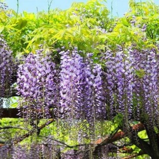 紫藤花的种植方法和移栽,第4图