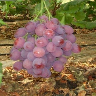 影响葡萄上色的因素,第4图
