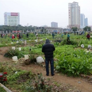 生菜高产施肥技术,第1图