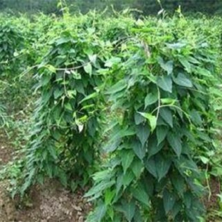黑豆种植技术,第3图