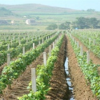葡萄节水灌溉方法,第6图
