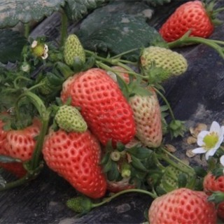大棚草莓极易出现的问题,第2图