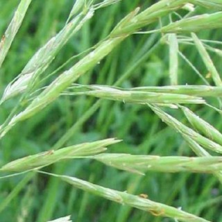 燕麦的种植时间,第2图