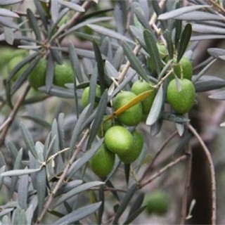 橄榄的种植方法,第6图