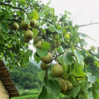 种植梨子的环境要求,第5图