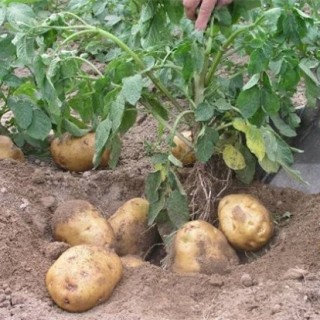 土豆膨大期时该如何管理,第7图