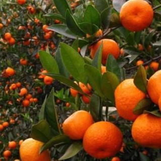 种植柑橘的注意事项,第4图