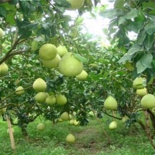柚子树的高产栽培技术,第5图