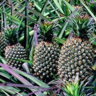 菠萝种植管理技术,第3图