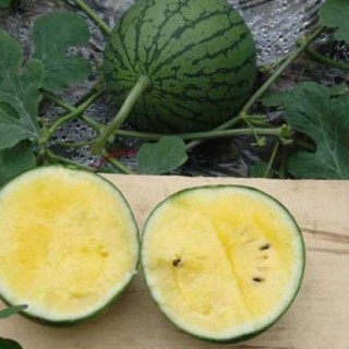 常见的西瓜种类有哪些？(2),第2图
