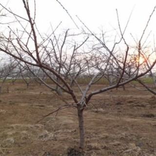 桃树冬季管理要点,第2图
