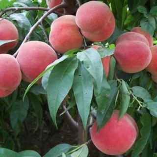 桃树苗价格及种植方法,第1图