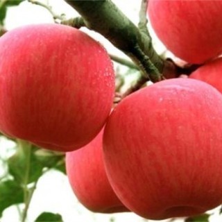 苹果树的繁殖方式,第2图