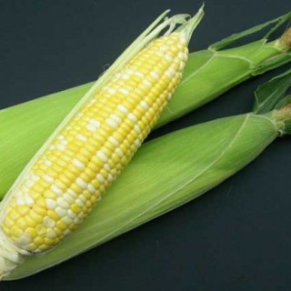 水果玉米种植技术(2),第2图