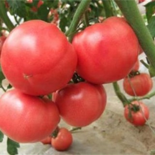 西红柿栽培技术,第3图