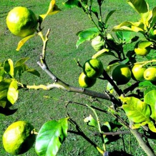 柠檬树种植技术,第4图
