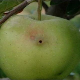 苹果常见病虫害防治方法,第4图
