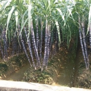 甘蔗种植的条件,第2图