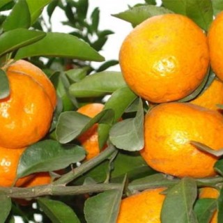 柑橘黄叶病防治技术,第3图
