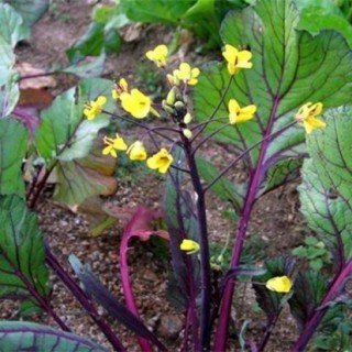 红菜苔高产种植技巧,第2图