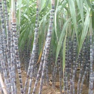甘蔗的种植技术,第2图