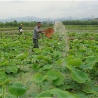 种植莲藕怎么施肥,第3图