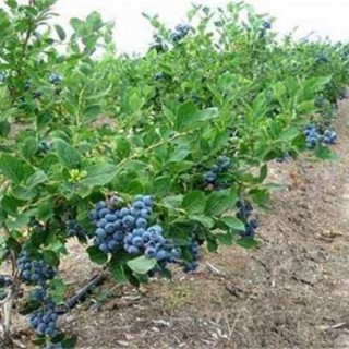 蓝莓土壤调酸技术,第3图