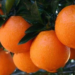 橙子的种植方法与时间,第1图