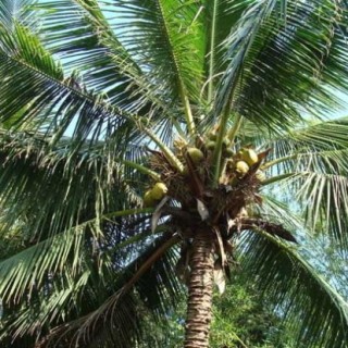 椰子树长什么样子？,第3图