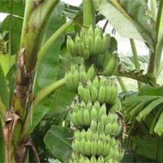 香蕉种植管理技术,第2图