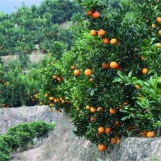 橙子保花保果技术,第1图