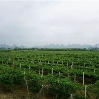 百香果的种植技术，种植百香果该怎么管理,第2图