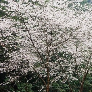 樱花树栽培技术与管理,第1图